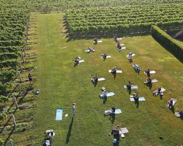 Yoga in the Vines